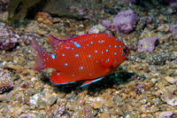 Garibaldi, juvenile form