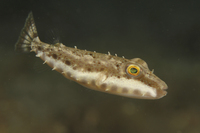 Bandtail Puffer