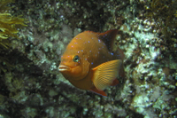 Garibaldi, intermediate form