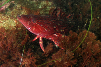 Giant Kelpfish