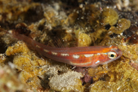 Glass Goby
