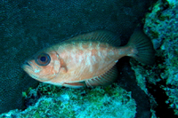 Glasseye Snapper, pale form