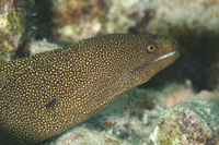 Goldentail Moray