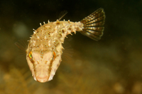 Bandtail Puffer