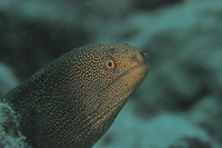 Goldentail Moray