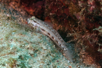 Goldspot Goby