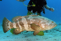 Goliath Grouper