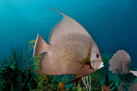 Gray Angelfish