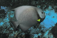 Gray Angelfish