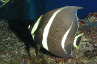 Gray Angelfish, intermediate form