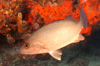 Gray Snapper, red phase