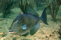 Gray Triggerfish