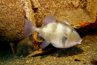 Gray Triggerfish