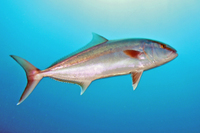 Greater Amberjack