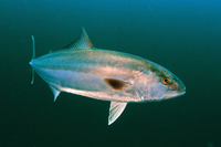 Greater Amberjack