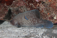 Greater Soapfish