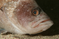 Greater Soapfish