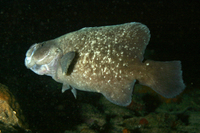 Greater Soapfish