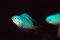 Green Chromis