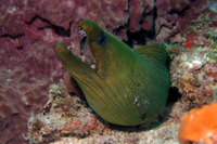 Green Moray Eel