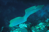 Green Moray Eel