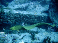 Green Moray Eel