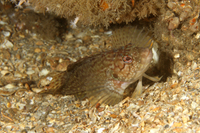 Hairy Blenny