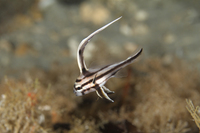 Highhat, juvenile phase