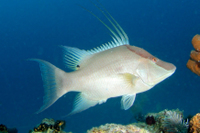 Hogfish