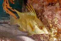 Hogfish, Juvenile mottled phase