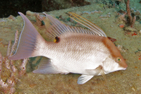 Hogfish