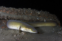 American Eel