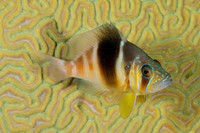 Barred Hamlet