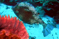 Honeycomb Cowfish