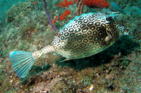 Honeycomb Cowfish