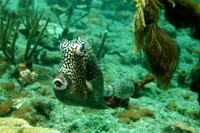 Honeycomb Cowfish