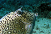 Honeycomb Cowfish