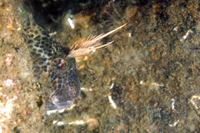 Horned Blenny