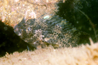 Horned Blenny