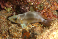 Barred Hamlet