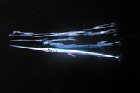 Keeltail Needlefish