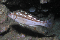 Kelp Bass, AKA Calico Bass