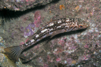 Kelp Bass, AKA Calico Bass