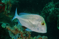 Knobbed Porgy