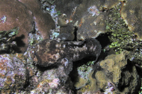Large-Eye Toadfish