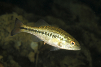 Largemouth Bass, Juvenile