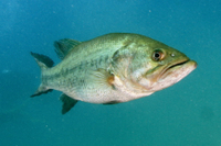 Largemouth Bass