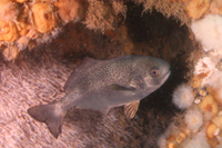 Barrelfish (AKA Driftfish)