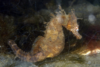 Liined Seahorse