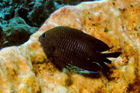 Longfin Damselfish